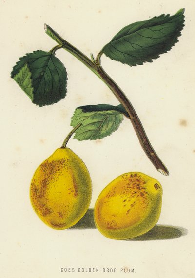Coes Golden Drop Plum (chromolitho) 作者 英语学校