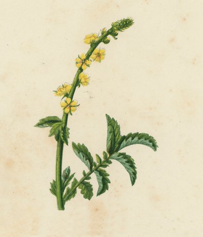 普通箭毒草，箭毒草（彩色石版画） 作者 英语学校