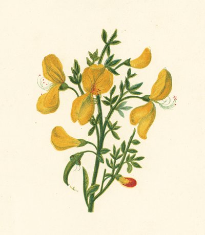 普通扫帚，Cytisus Scoparius（彩色印刷品） 作者 英语学校