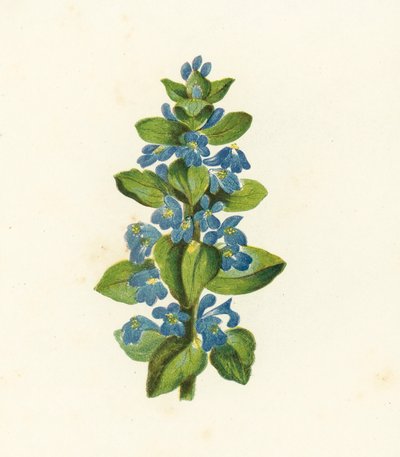 常见的虫子，Ajuga Reptans（彩色石版画） 作者 英语学校