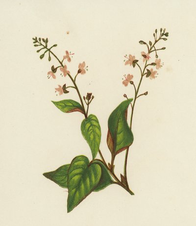 普通魔法师的夜来香，Circaea Lutetiana（彩色印刷）。 作者 英语学校