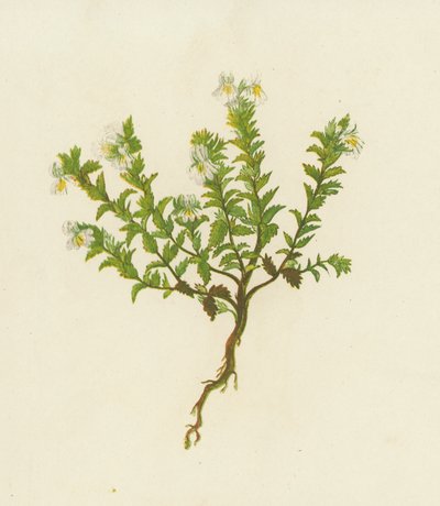 普通眼药，Euphrasia Officinalis（彩色石版画） 作者 英语学校