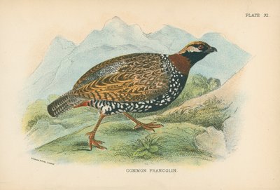 普通的Francolin 作者 英语学校
