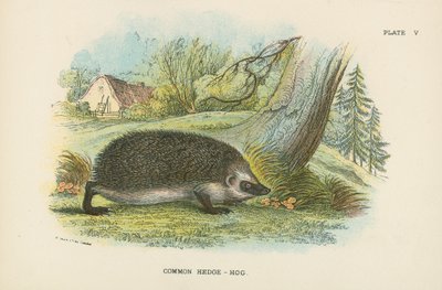 常见的Hedge-Hog 作者 英语学校