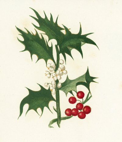 常见的冬青，冬青属Aquifolium 作者 英语学校