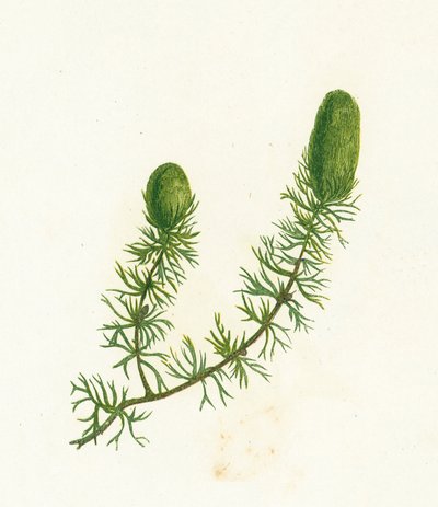常见的Hornwort，Ceratophyllum Demersum 作者 英语学校