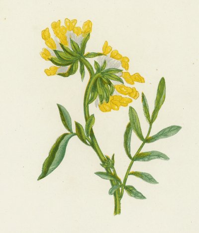 紫云英 (Common Kidney Vetch)、Anthyllis Vulneraria（彩色光刻） 作者 英语学校