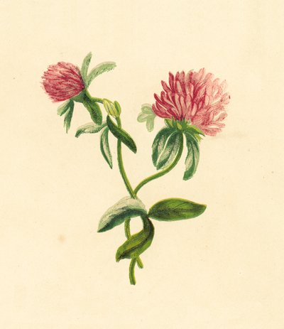 共同的紫色三叶草，车轴草Pratense 作者 英语学校