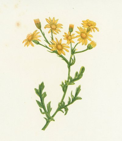 常见的狗舌草，千里光Jacobaea 作者 英语学校