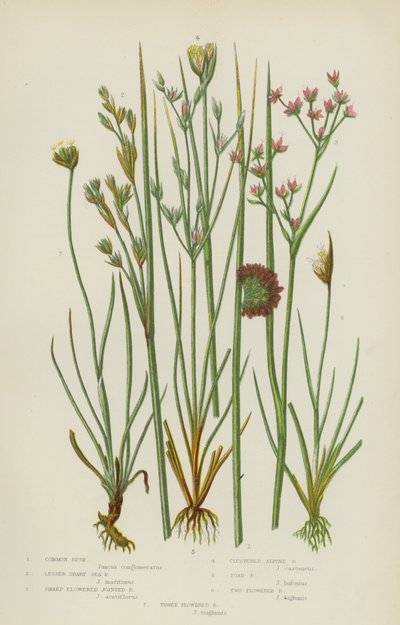 普通蔺草、小尖海蔺草、尖花节蔺草、簇生高山蔺草、蟾蜍蔺草（彩色石版画） 作者 英语学校