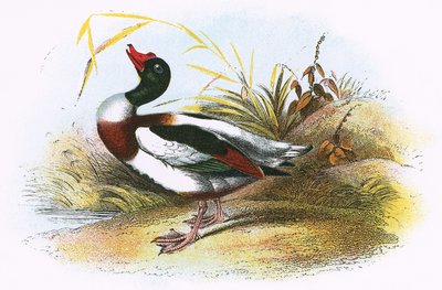常见的Sheld-Duck 作者 英语学校