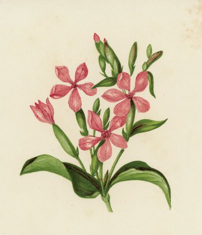 皂角草(彩色石膏) 作者 English School