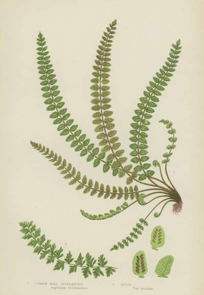 Common Wall Spleenwort（彩色石版画） 作者 英语学校
