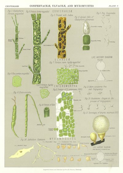 Confervaceae，Ulvaceae和Myxomycetes 作者 英语学校