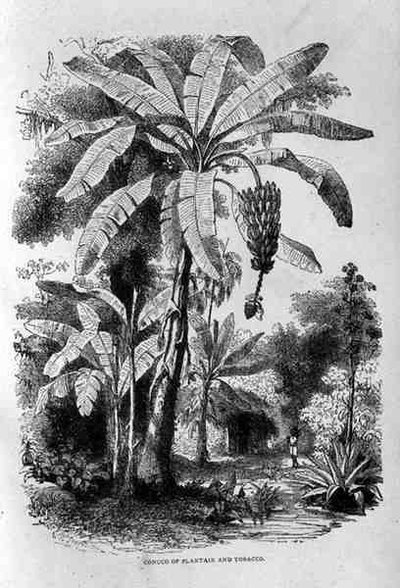 大蕉和烟草的Conuco，来自Santo Domingo过去和现在由Samuel Hazard，酒吧。在1873年 作者 英语学校