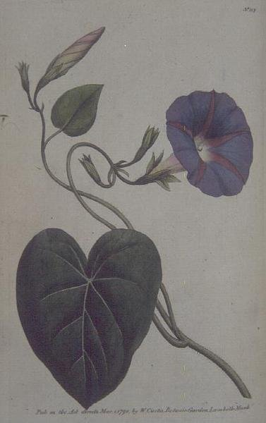 大锥菊，或紫荆花（Convolvulus purpureus），板块113来自威廉-柯蒂斯的《植物园》（或《花圃展示》），出版。1789-90（雕刻）。 作者 英语学校