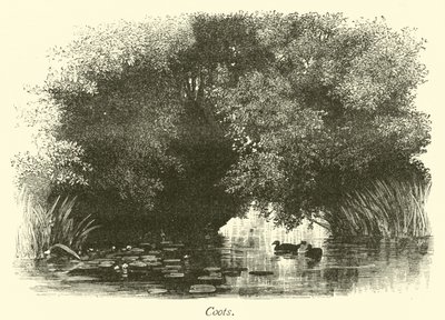 COOTS 作者 英语学校