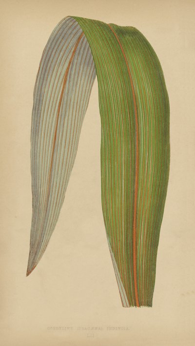 Cordyline（龙血树）不可分割 作者 英语学校