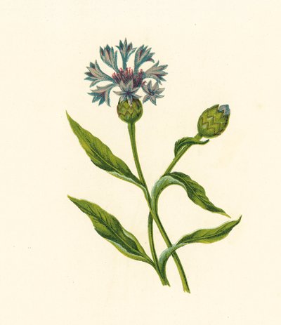 玉米蓝瓶，Centaurea Cyanus（彩色石版画） 作者 英语学校