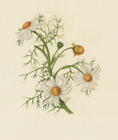 粟米粉，除虫菊（彩色印刷品） 作者 英语学校