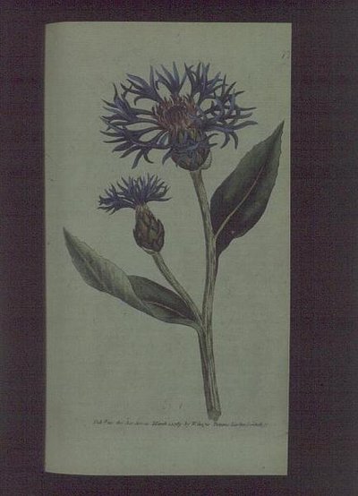 矢车菊（Centaurea montana），图版77来自威廉-柯蒂斯的《植物学杂志》（或《展示的花圃》），出版。1789-90（雕刻）。 作者 英语学校