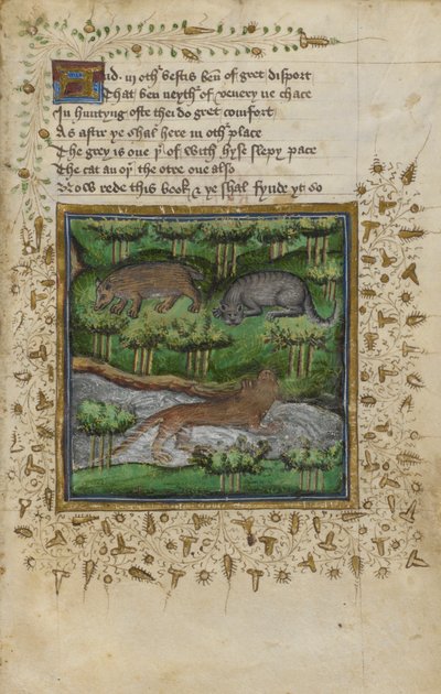 Cotton Vespasian B.XII，f.4 獾、野猫和水獭插图；附诗句，摘自 William Twety 和 John Gyfford 的《狩猎论》，约 1440 年（牛皮纸）。 作者 英语学校