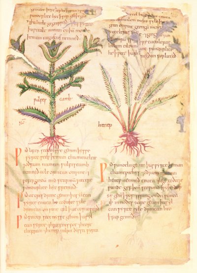 科顿-维特里乌斯 C.III fol.30 Wulfes Camb 和 Henep 插图，选自阿普列乌斯（公元 123-80 年）的古英语草药 "Dioscorides"（牛皮纸）。 作者 英语学校