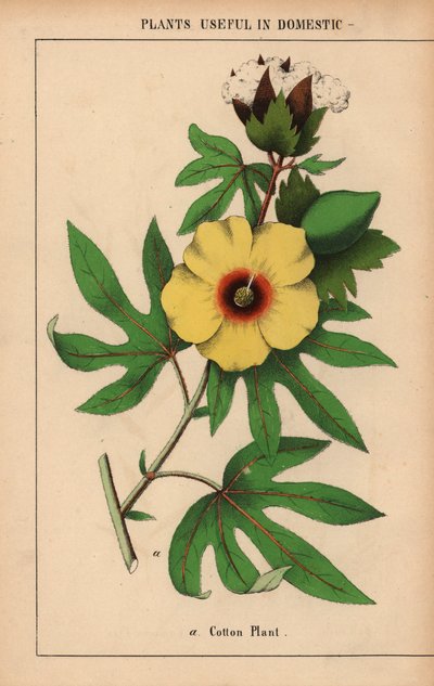棉花，开着黄色的花和白色的棉铃。 

选自《教学图画书，或蔬菜世界的课程》，[夏洛特-玛丽-永格]，爱丁堡 作者 英语学校