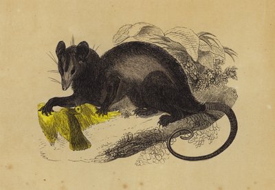 Crab-Eating Opossum (colour litho) 作者 英语学校