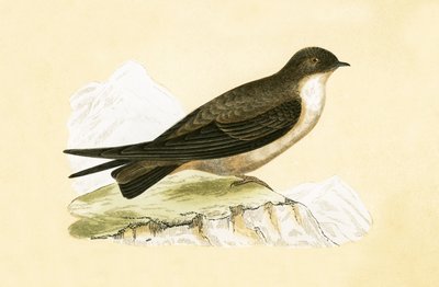 Crag Swallow，来自“不列颠群岛未观察到的欧洲鸟类历史”的插图作者：Charles Robert Bree（1811-86），1867年出版 作者 英语学校