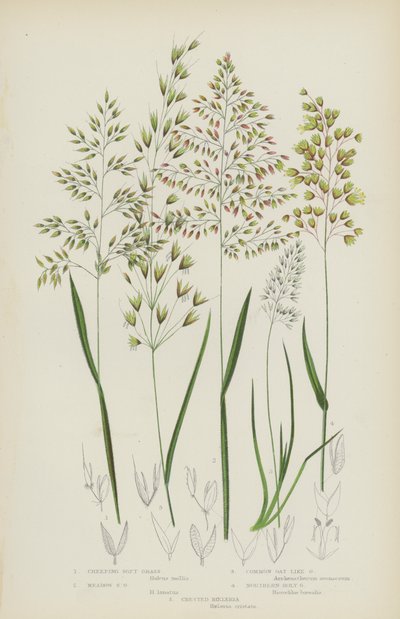 匍匐软草、草甸软草、普通燕麦草、北方圣草、凤尾葵（彩色石版画） 作者 英语学校