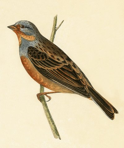 Cretzschmaer的彩旗，来自查尔斯·罗伯特·布里（1811-86）的“不列颠群岛未观察到的欧洲鸟类历史”，1867年出版 作者 英语学校