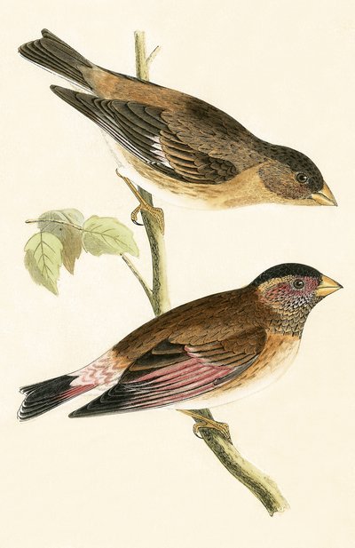 Crimson Winged Grosbeak，来自查尔斯·罗伯特·布里（1811-86）的“不列颠群岛未观察到的欧洲鸟类历史”，1867年出版 作者 英语学校