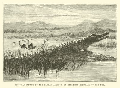 哈姆兰阿拉伯人在尼罗河的尼罗河支流中捕猎鳄鱼 作者 英语学校