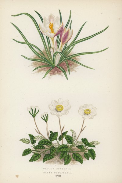 Crocus Boryanus；Dryas Octopetala（彩色石版画） 作者 英语学校