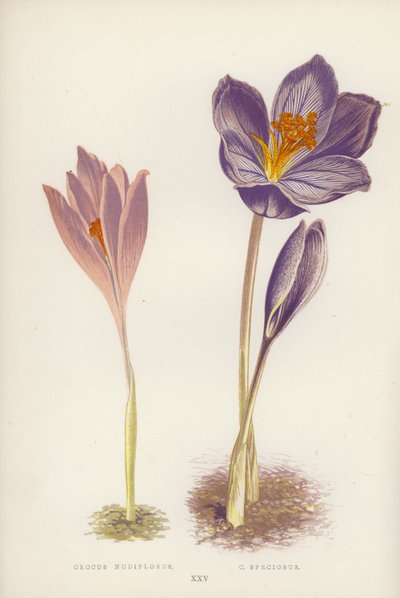 番红花裸花； C Speciosus（彩色光刻） 作者 英语学校