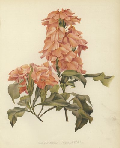 Crossandra undulaefolia 作者 英语学校