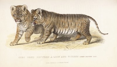 幼狮在狮子和母老虎之间繁殖，三个月大，1827-1835年 作者 英语学校