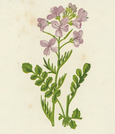 杜鹃花，Cardamine Pratensis（彩色石版画） 作者 英语学校