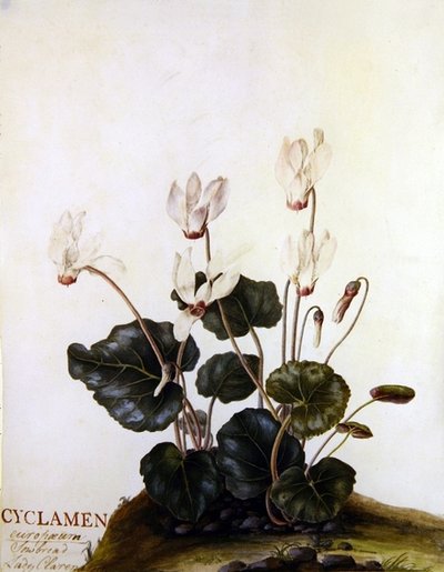 仙客来欧洲播种者克拉伦登夫人（牛皮纸水彩画） 作者 英语学校