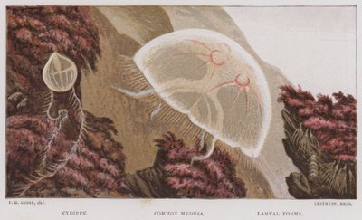 Cydippe，普通美杜莎，幼虫形态（彩色石版画） 作者 英语学校