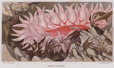 大丽花 Wartlet（彩色石版画） 作者 英语学校