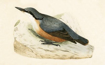 Dalmatian Nuthatch，查尔斯·罗伯特·布里（1811-86）于1867年出版的“不列颠群岛未观察到的欧洲鸟类历史”中的插图 作者 英语学校