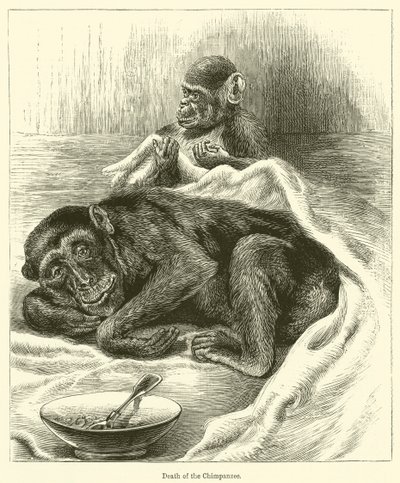 黑猩猩之死（雕版画） 作者 英语学校