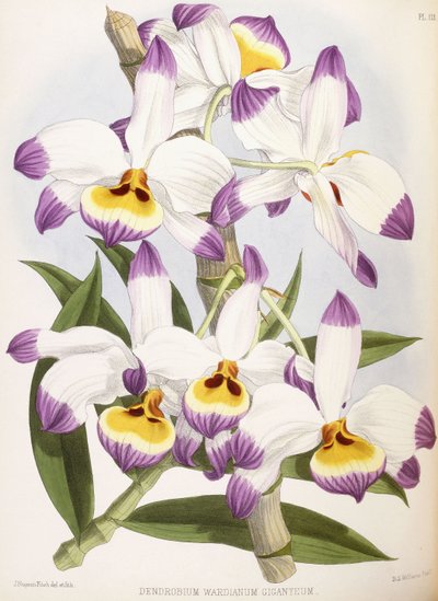 铁皮石end，1824-1890 作者 英语学校