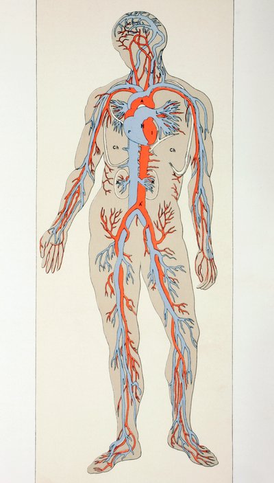 血管在人体内的分布，c.1890 作者 英语学校