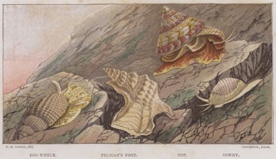 狗海螺、鹈鹕脚、顶部、贝壳（彩色光刻） 作者 英语学校