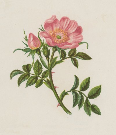 Dog Rose，Rosa Canina（彩色平版印刷） 作者 英语学校