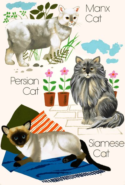 家猫 作者 英语学校