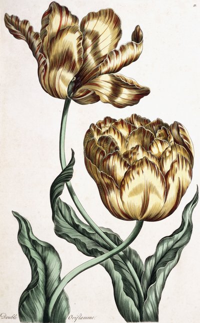 双重Oriflamme，1759年 作者 英语学校